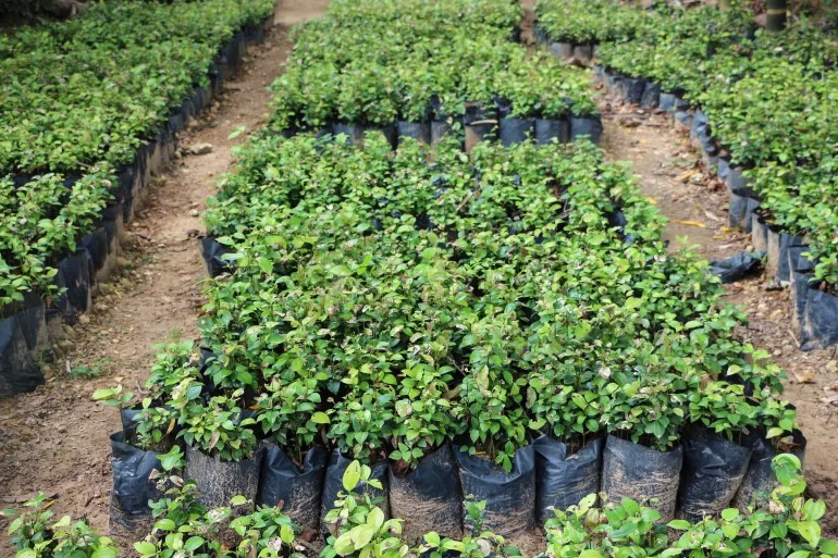 پرورش بوته دارچین در گلخانه