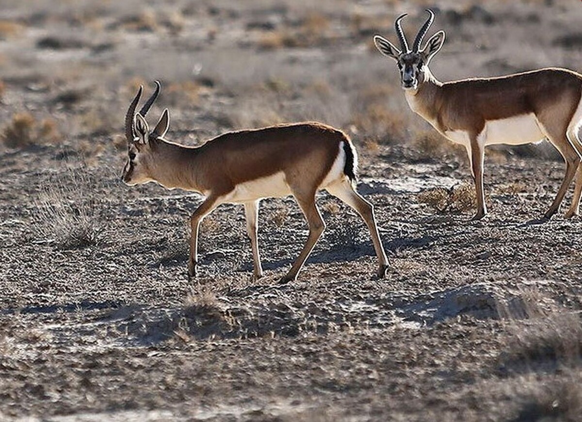دو آهوی زیبا در پارک ملی گلستان