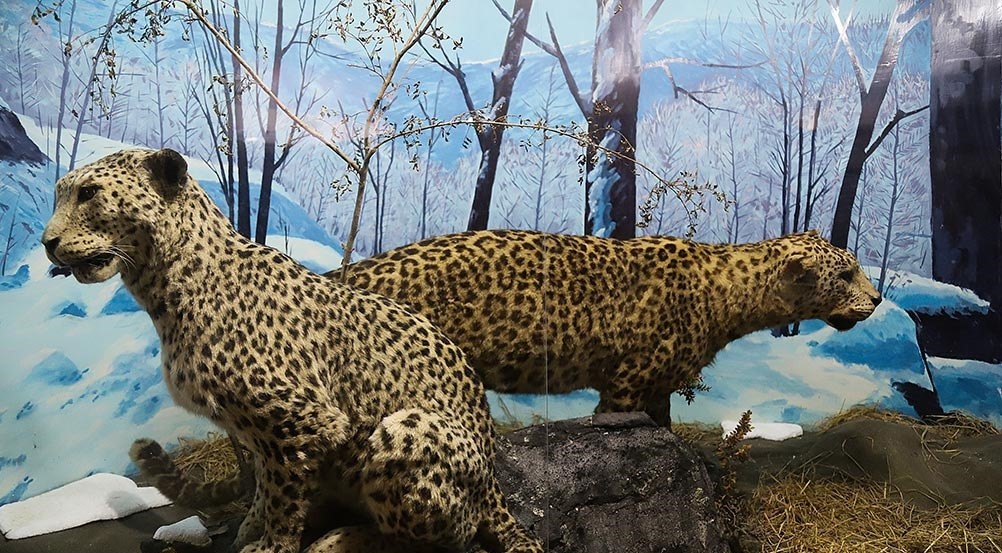 موزه حیوانات جنگل خشکه داران