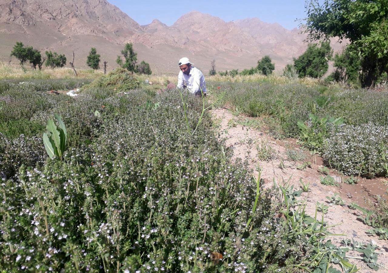 کشت آویشن در مرکز تحقیقات کشاورزی و منابع طبیعی زنجان