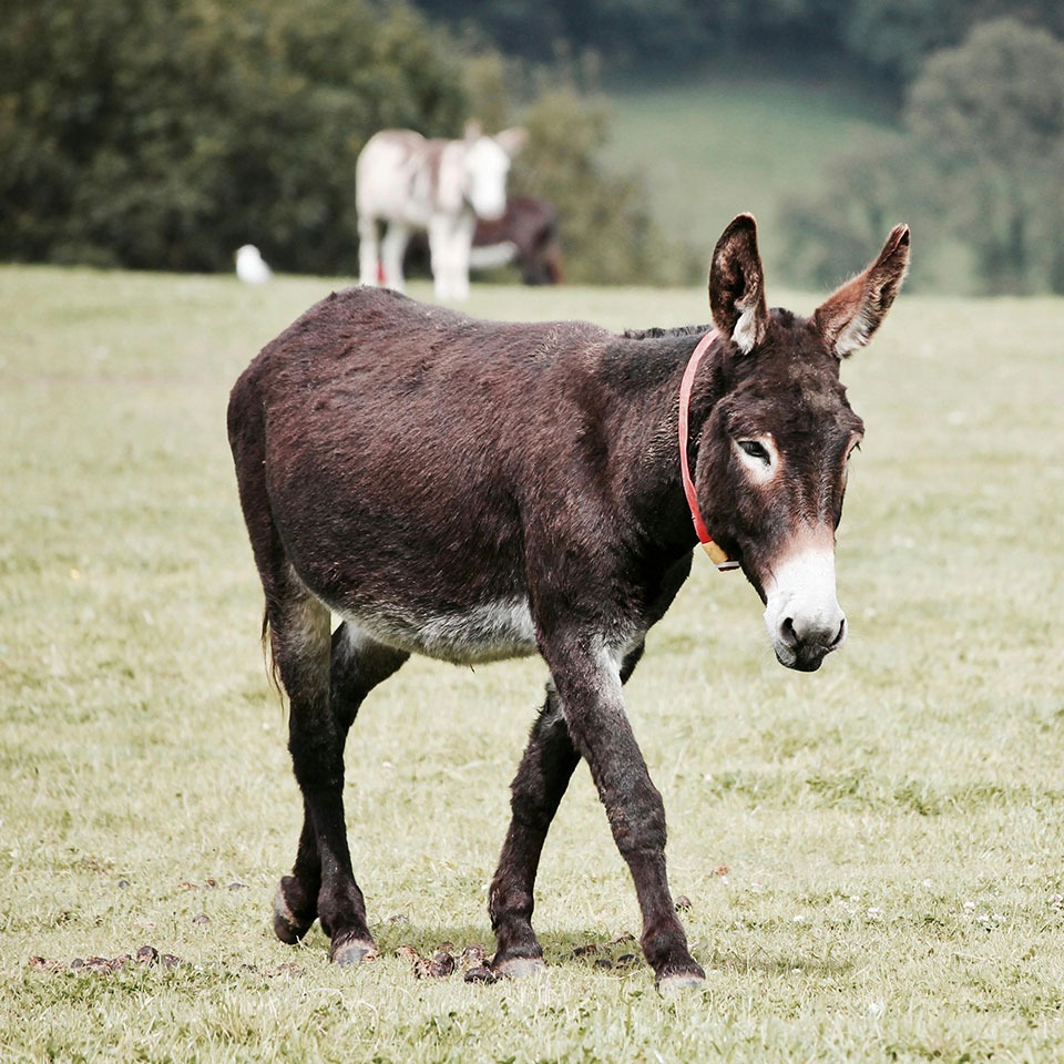 خر-الاغ-روک کاتالا