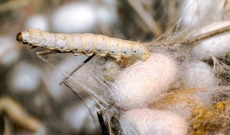 کرم ابریشم-پیله ابریشم