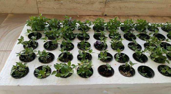 کشت ریحان به روش هیدروپونیک در بالکن