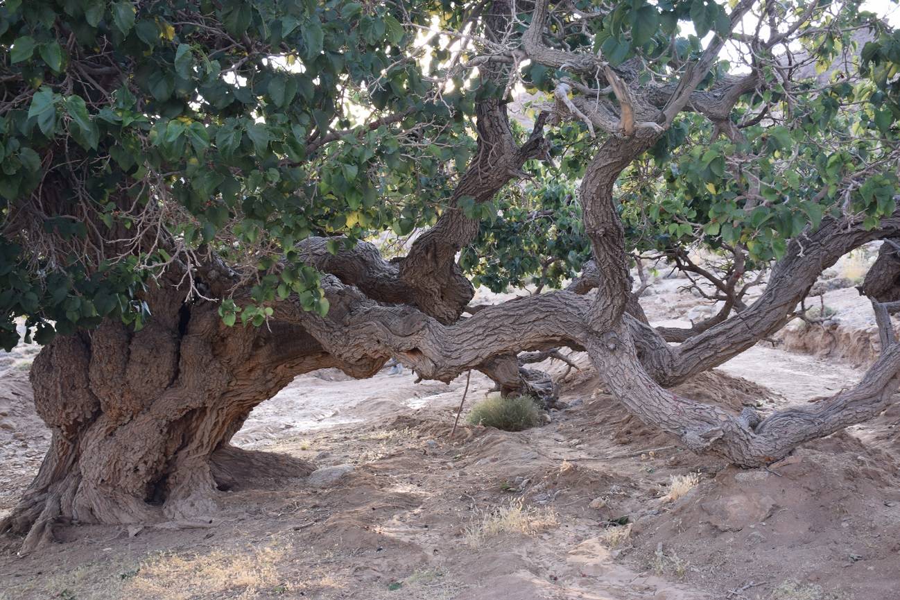 درخت کهنسال شاه توت میرهاشم در استان یزد