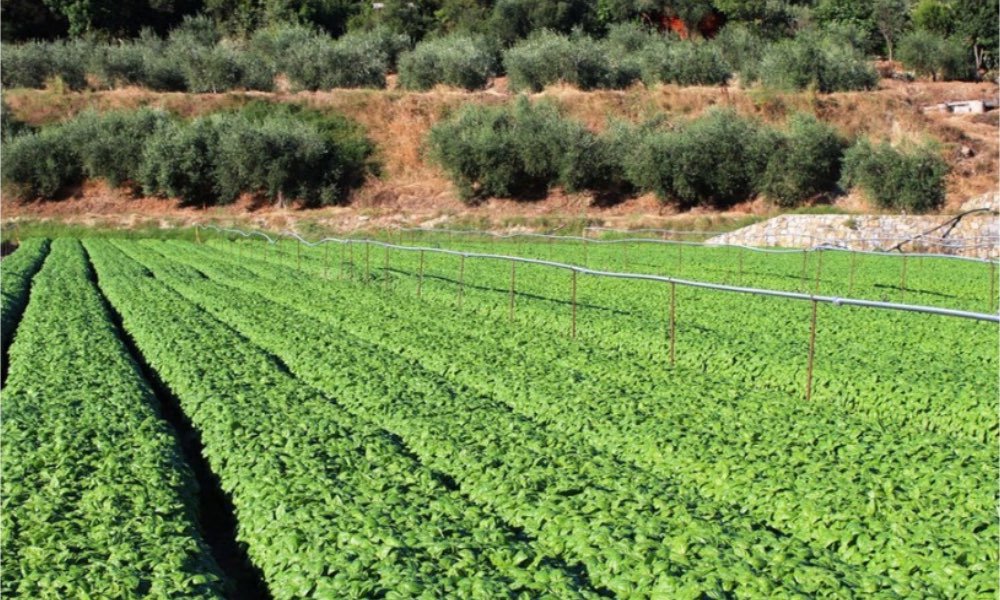 مزرعه ریحان