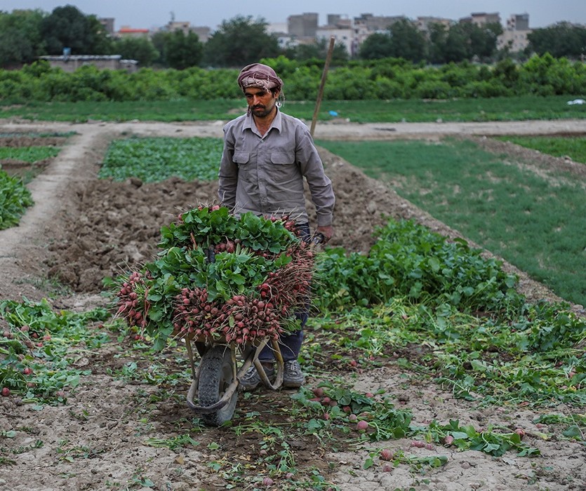 برداشت سبزیجات از مزارع یافت‌‌آباد تهران