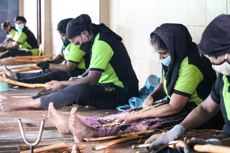 برداشت دارچین در تیهاگودا، جنوب کلمبو، پایتخت سریلانکا