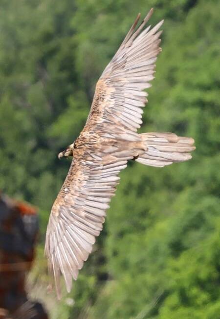 جنگل هیرکانی - عقاب